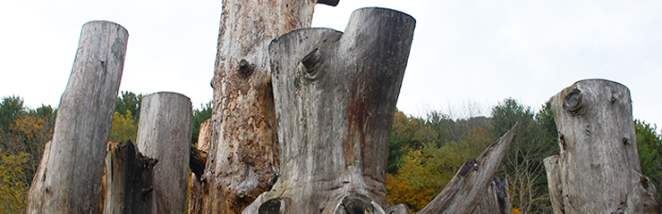 Standing Log Field Image